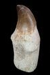 Rooted Mosasaur (Prognathodon) Tooth #55832-1